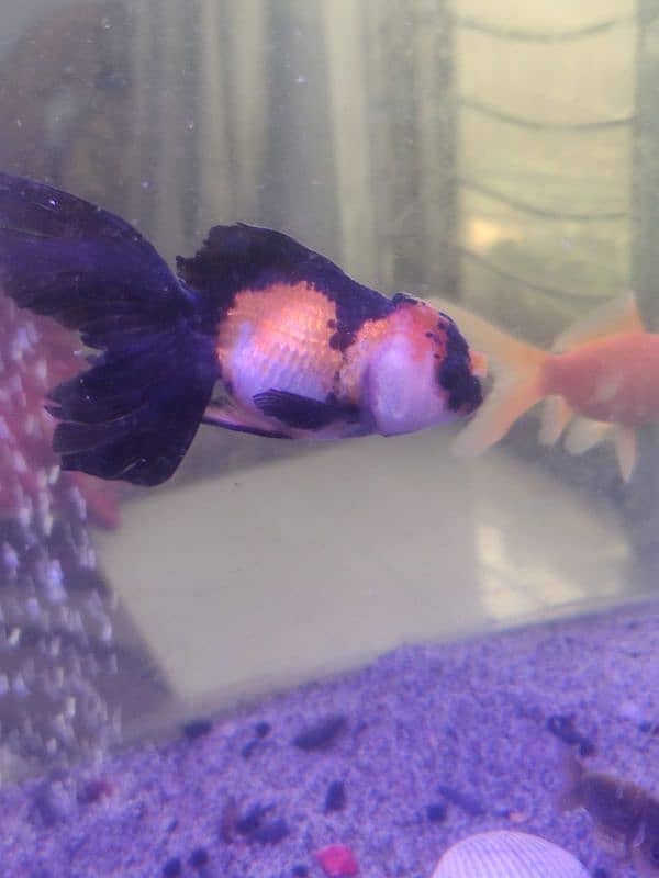 Thailand oranda goldfish,Clown fish,Marine fishes available in stock 11