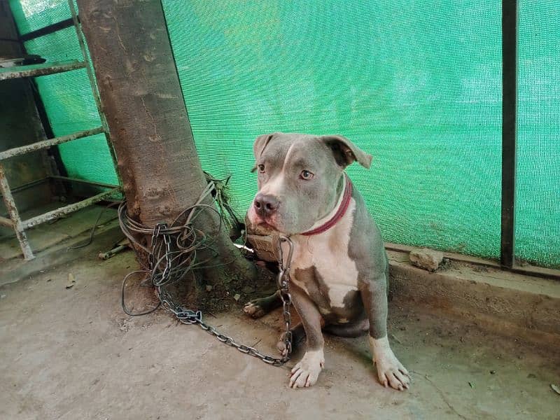 fully trained and tames beautiful pitbull stud male 2