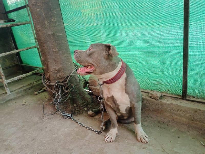 fully trained and tames beautiful pitbull stud male 3