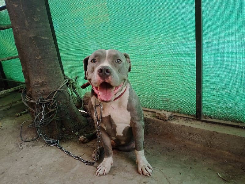 fully trained and tames beautiful pitbull stud male 6