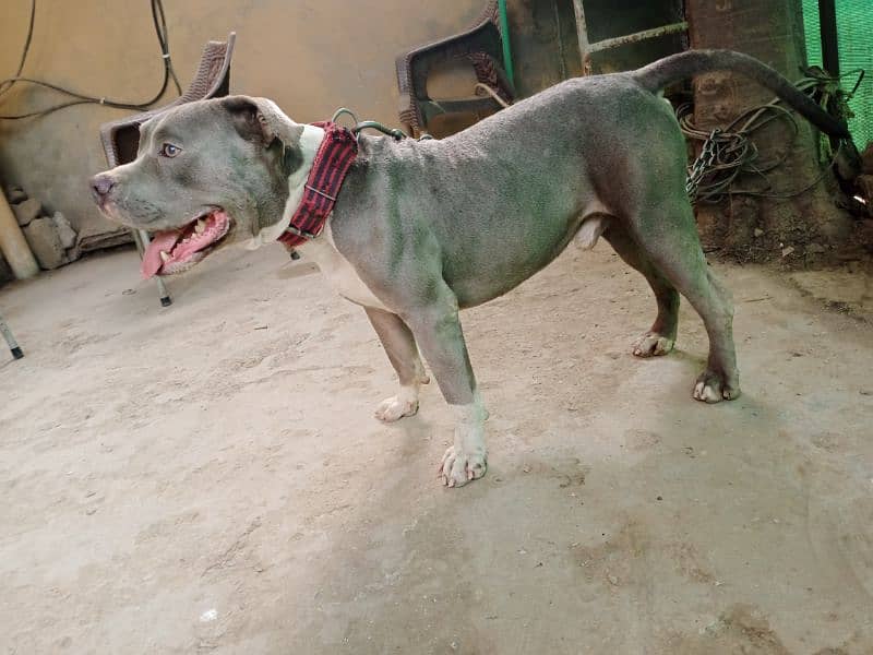 fully trained and tames beautiful pitbull stud male 9