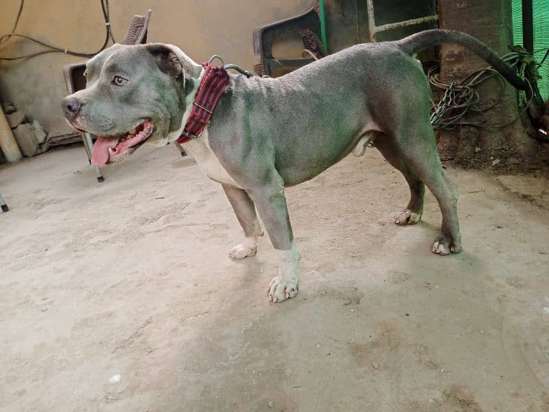 fully trained and tames beautiful pitbull stud male 10