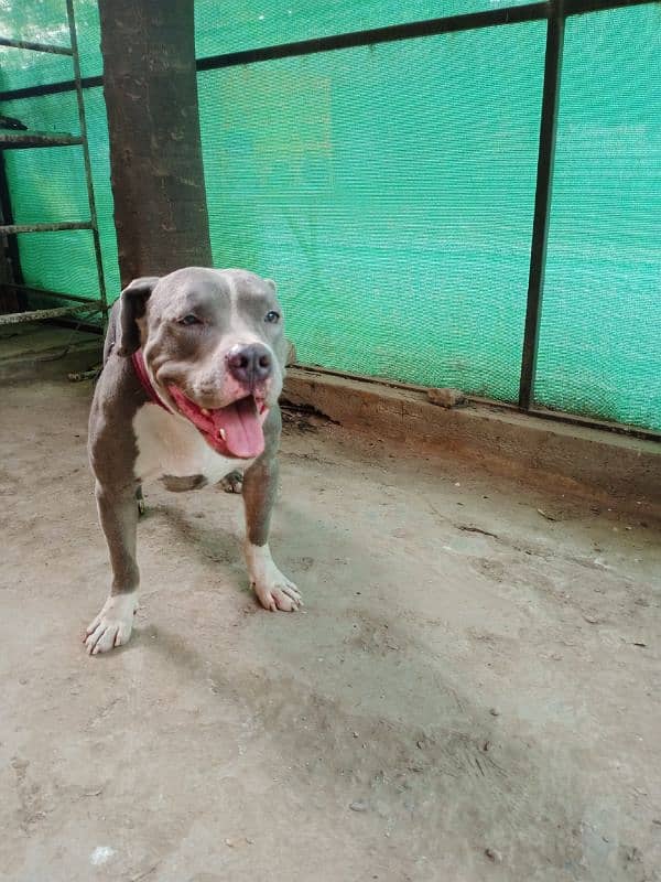 fully trained and tames beautiful pitbull stud male 11