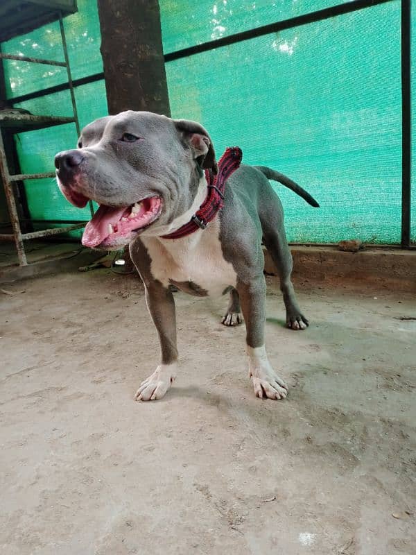 fully trained and tames beautiful pitbull stud male 12