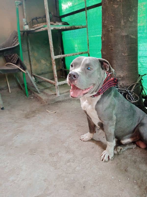 fully trained and tames beautiful pitbull stud male 13