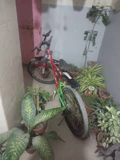 6 MONTHS USED CYCLE CONTACT: 03222383462