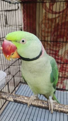 original bate Karne wala parrots Hai 03222929192