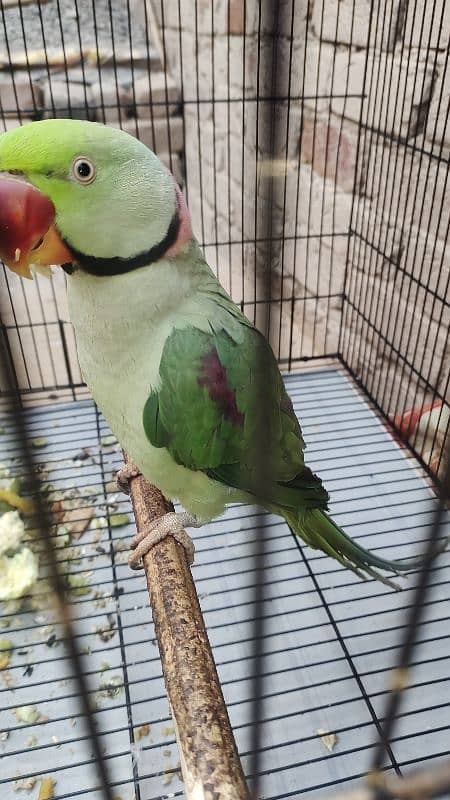 original bate Karne wala parrots Hai 03222929192 1