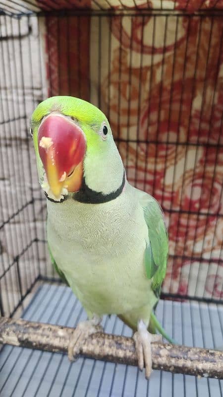 original bate Karne wala parrots Hai 03222929192 3