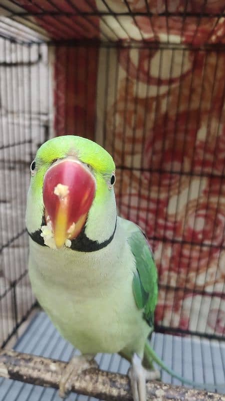 original bate Karne wala parrots Hai 03222929192 4