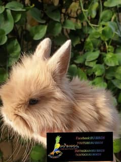 loin head angora rabbit bunny