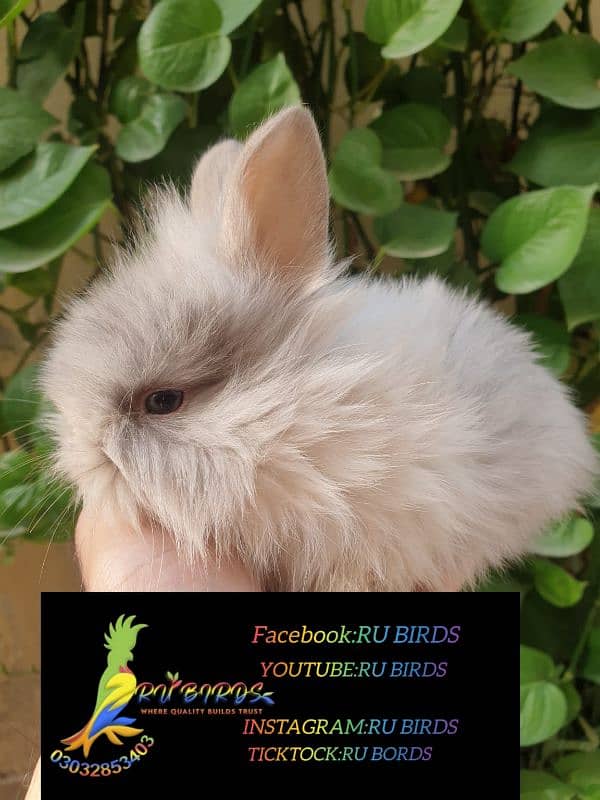 loin head angora rabbit bunny 1