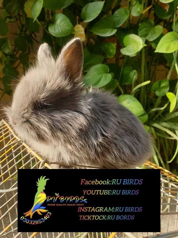 loin head angora rabbit bunny 2