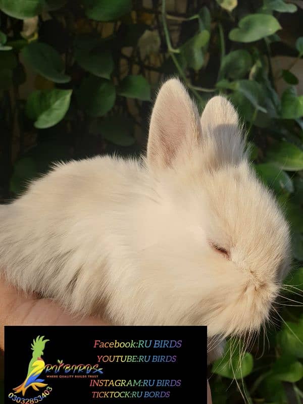 loin head angora rabbit bunny 3