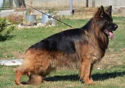 Long coat Germany shepherd