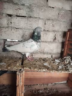 pigeon