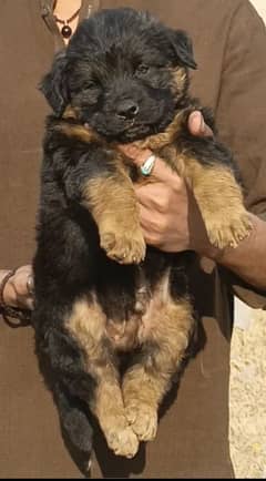 German Shepherd long coat heavy boon for sale all Pakistan cargo