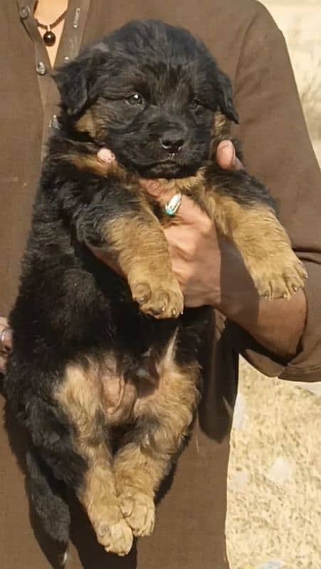 German Shepherd long coat heavy boon for sale all Pakistan cargo 1