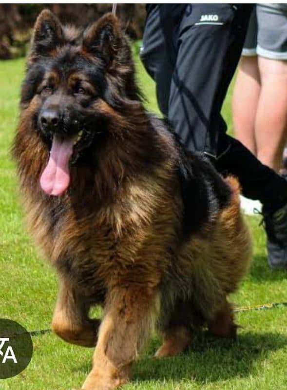 German Shepherd long coat heavy boon for sale all Pakistan cargo 3