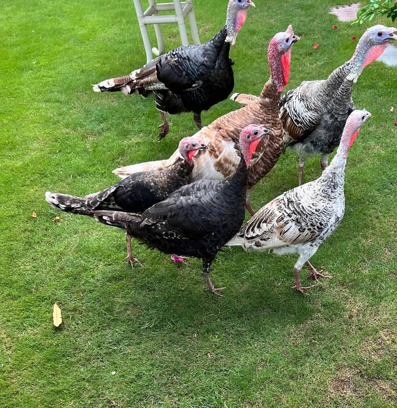 Turkeys birds II For sale II breeder Pair II +92 30\0 8/44/1930 0