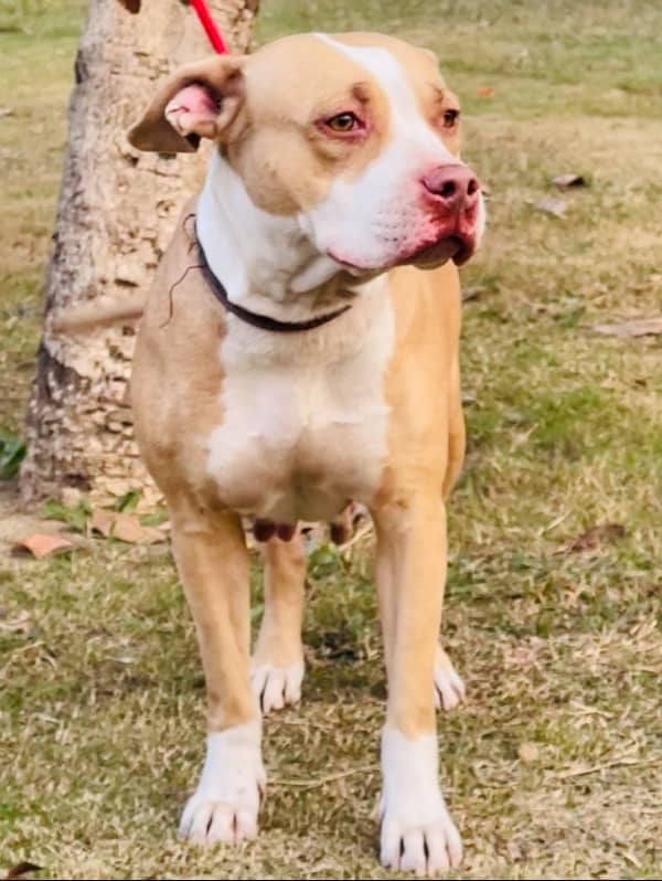 Pink Nose Pitbull Breeder Female 2