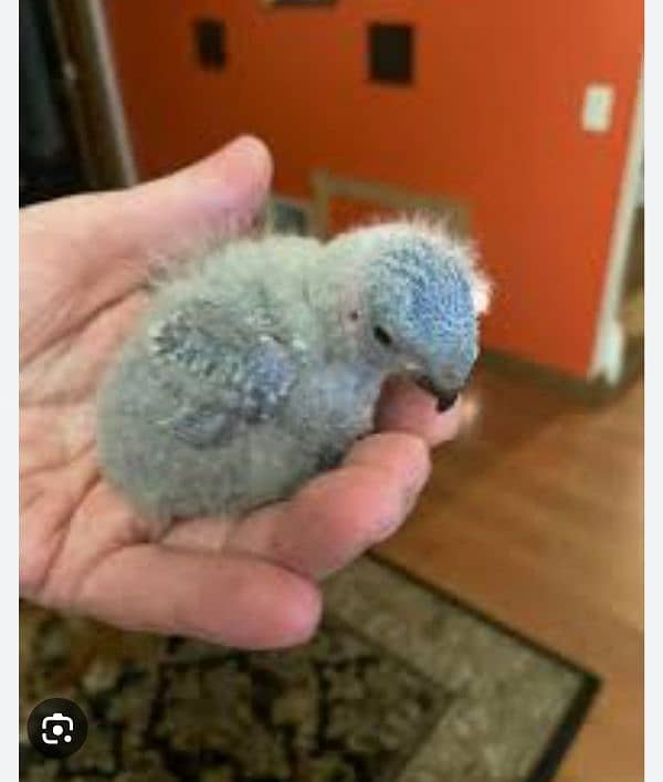 rainbow lori chick 1