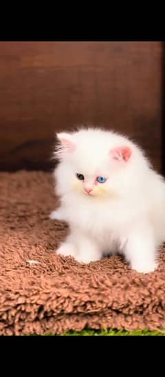 Persian cat for sale male female my WhatsApp 03294879452