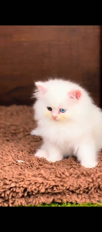 Persian cat for sale male female my WhatsApp 03294879452 0