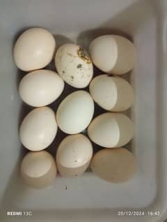 Aseel java eggs available