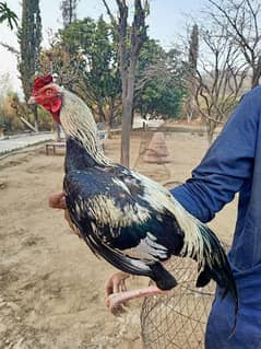 Java aseel murga. Pure asil chicken breed.