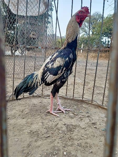 Java aseel murga. Pure asil chicken breed. 1