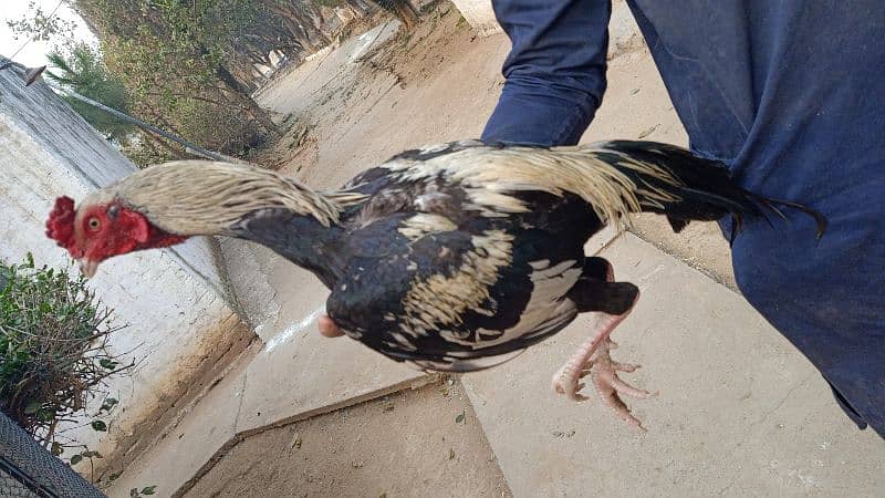 Java aseel murga. Pure asil chicken breed. 2