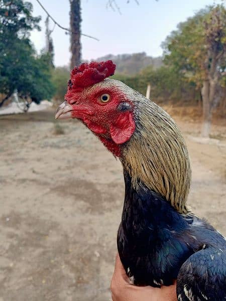 Java aseel murga. Pure asil chicken breed. 3