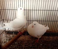 white king pigeon pair for sale