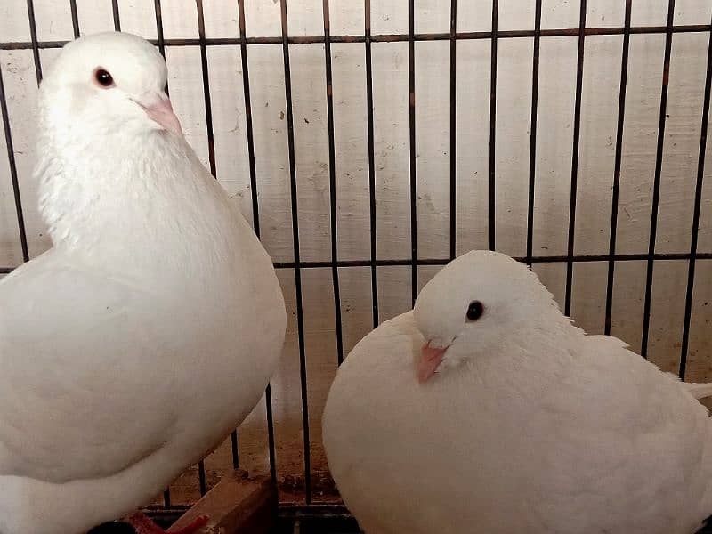 white king pigeon pair for sale 1