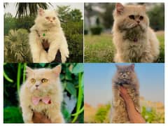 Persian hamalian british punch face piki face cat's and kitten's