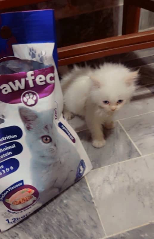 kitten with free food 3