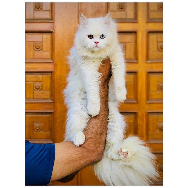 Persian hamalian british punch face piki face cat's and kitten's 5