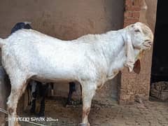 makhi cheena breedar 6 dant 03037868620