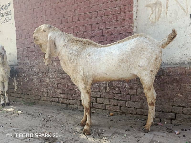 makhi cheena breedar 6 dant 03037868620 4