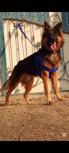 German Shepherd mail 10 months for sale