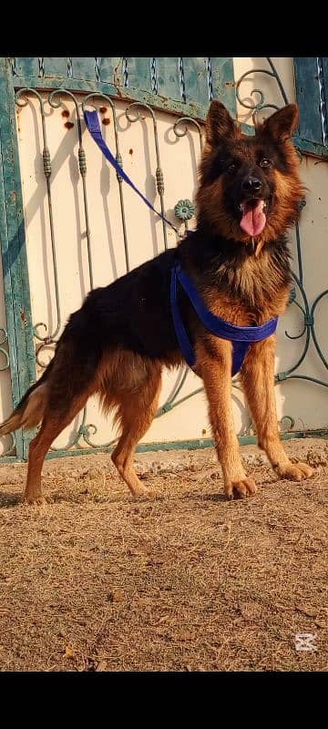 German Shepherd mail 10 months for sale 0