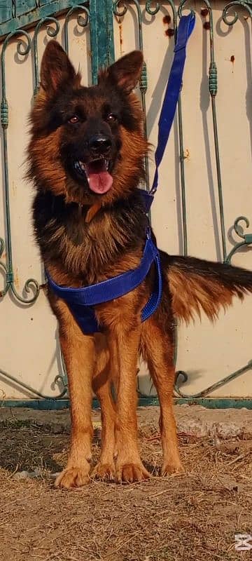 German Shepherd mail 10 months for sale 1