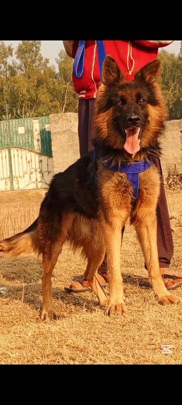 German Shepherd mail 10 months for sale 2