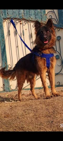 German Shepherd mail 8 months for sale