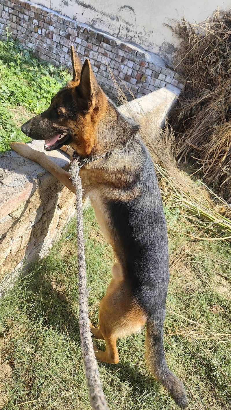 German shepherd 7