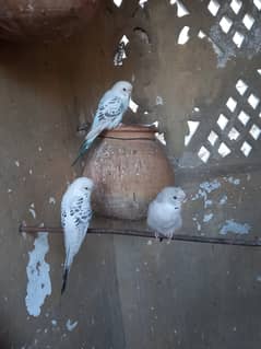 Australian budgie Parrots