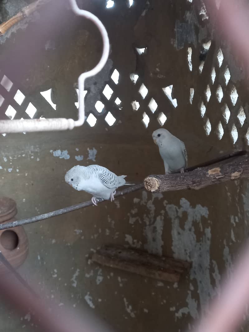 Australian budgie Parrots 1