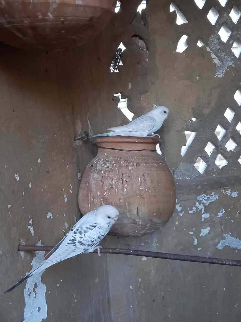 Australian budgie Parrots 2