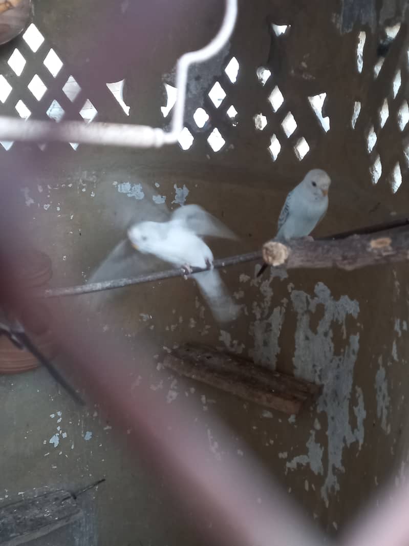 Australian budgie Parrots 3